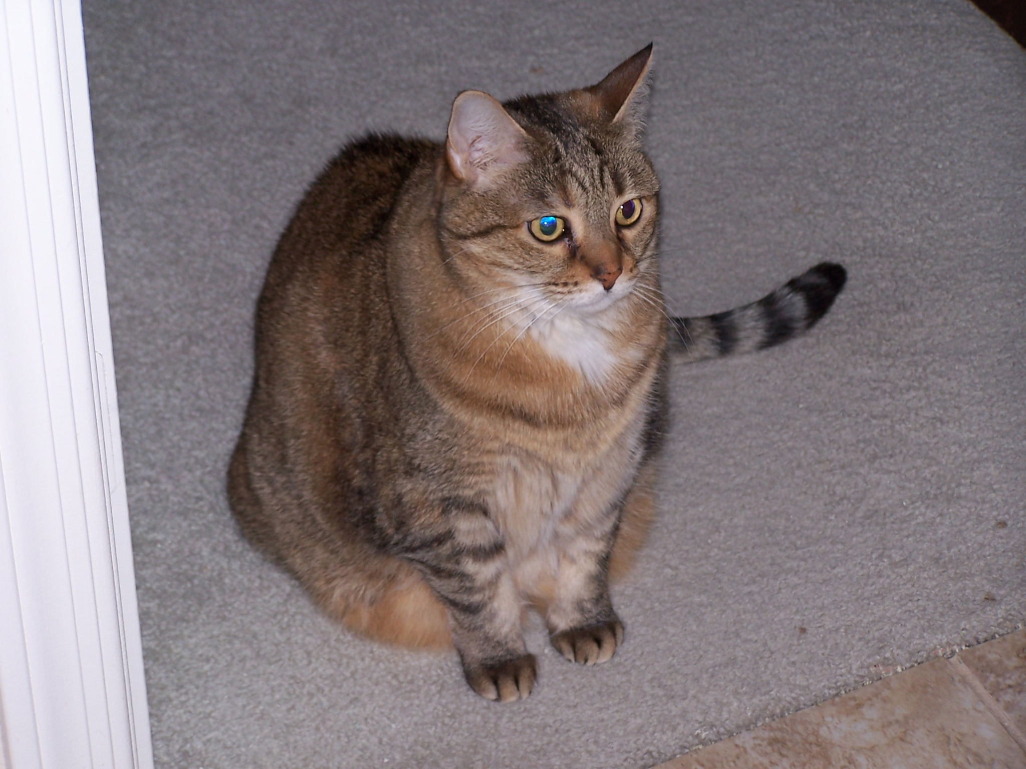 Tabby cat sitting on carpet